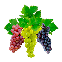 uvas-productos